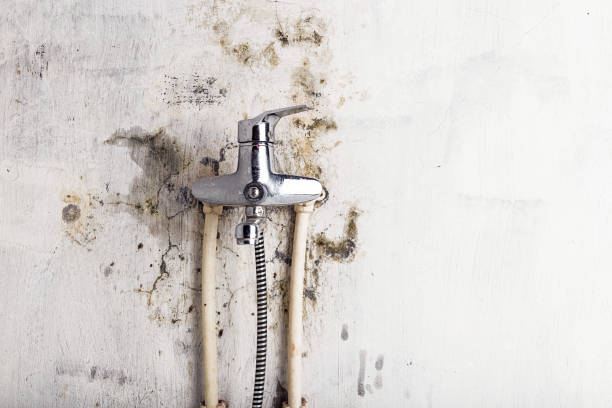Best Basement Mold Remediation in Gulf Hills, MS
