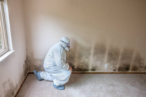 Gulf Hills, MS Mold Remediation Company